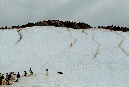Cuverville Island, Antarctic Peninsula 