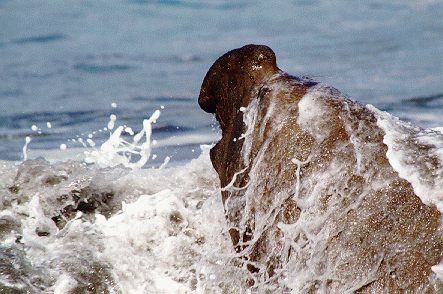 Young Male Elephant Seal at Gold Harbour