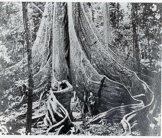 >Fig Tree Pocket, ca 1866
