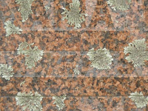 Thomas Henry BRANDT,  | husband father,  | died 19 March 1951 aged 63 years;  | Anna Maria BRANDT,  | wife,  | died 5-1-1974 aged 88 years;  | Appletree Creek cemetery, Isis Shire  | 