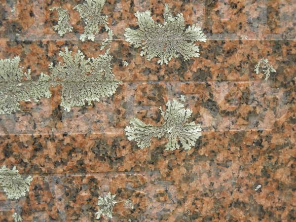 Thomas Henry BRANDT,  | husband father,  | died 19 March 1951 aged 63 years;  | Anna Maria BRANDT,  | wife,  | died 5-1-1974 aged 88 years;  | Appletree Creek cemetery, Isis Shire  | 