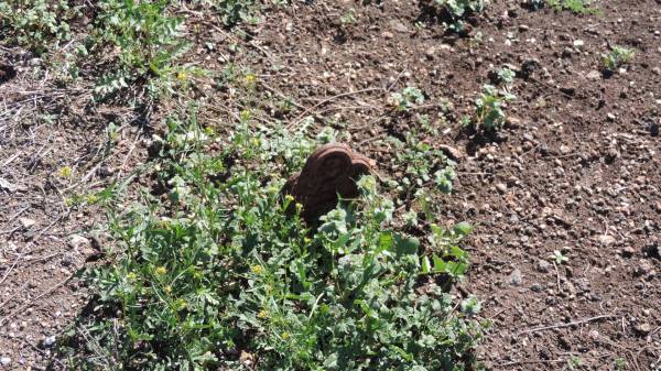 Aubigny Catholic Cemetery, Jondaryan  |   | 