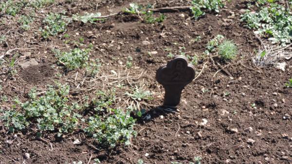 Aubigny Catholic Cemetery, Jondaryan  |   | 
