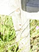 
136;
Bell cemetery, Wambo Shire
