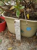
DDI~06-14

Diddillibah Cemetery, Maroochy Shire

