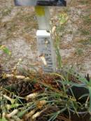 
Paul McARTHY

Diddillibah Cemetery, Maroochy Shire


