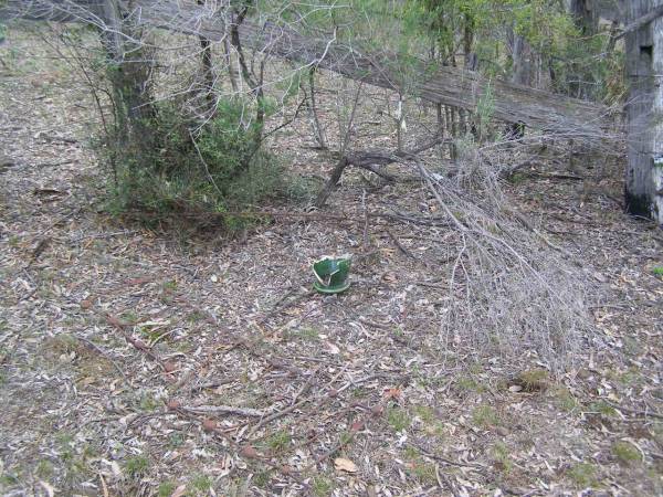 Douglas Catholic cemetery, Crows Nest Shire  | 
