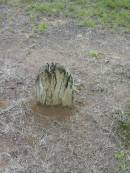 Howard cemetery, City of Hervey Bay