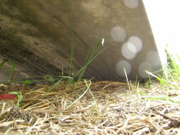 Thomas LAMB,  | husband of Susannah LAMB,  | died 21 Feb 1902 aged 74 years;  | [rest of headstone face down];  | Killarney cemetery, Warwick Shire  | 