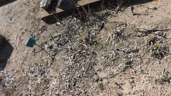   | Leyburn Cemetery  |   | 