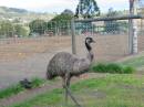 Emu farm adjacent,
Marburg Lutheran Cemetery, Ipswich
