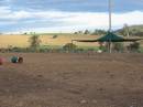 Emu farm adjacent,
Marburg Lutheran Cemetery, Ipswich