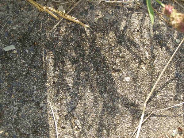 Mary Anne POCOCK;  | Maroon General Cemetery, Boonah Shire  | 