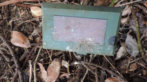 Chaplain R F Dillon  | WW II Pacific  | 1945 - 45 ?  |   | Norfolk Island Memorial Park  |   | 