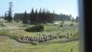 Norfolk Island Cemetery