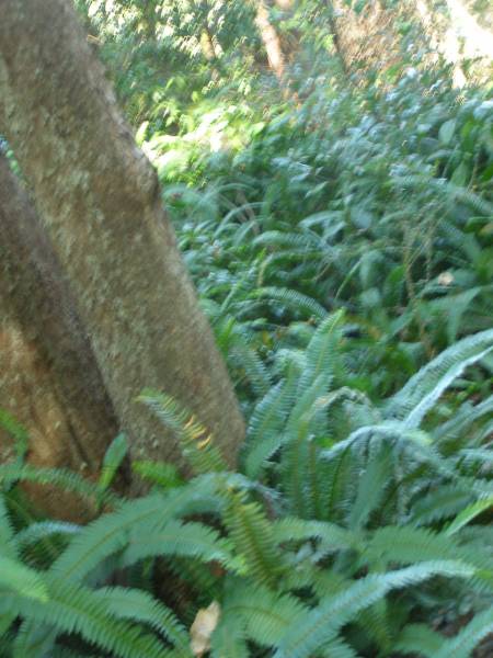 North Tumbulgum cemetery, New South Wales  | 