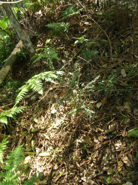 North Tumbulgum cemetery, New South Wales  | 