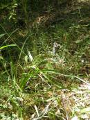 
North Tumbulgum cemetery, New South Wales

