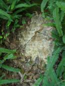 
Ada Hilda,
wife of Duncan MCKINNON,
died 1 March 1911 aged 21 years;
North Tumbulgum cemetery, New South Wales

