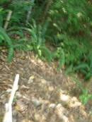 
North Tumbulgum cemetery, New South Wales
