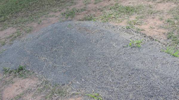   | Peak Downs Memorial Cemetery / Capella Cemetery  | 