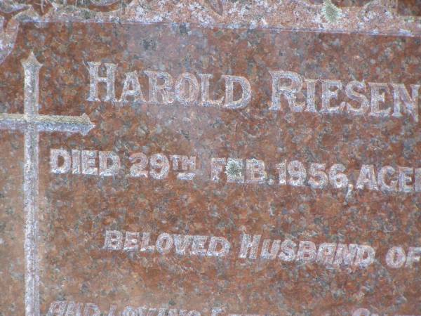 Harold RIESENWEBER,  | died 29 Feb 1956 aged 49 years,  | husband of Vera,  | father of Gwen & Laurel;  | Pimpama Island cemetery, Gold Coast  | 