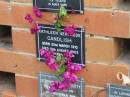 
Kathleen Gertrude CANDLISH,
born 22 March 1910,
died 16 Aug 2003;
Pimpama Uniting cemetery, Gold Coast
