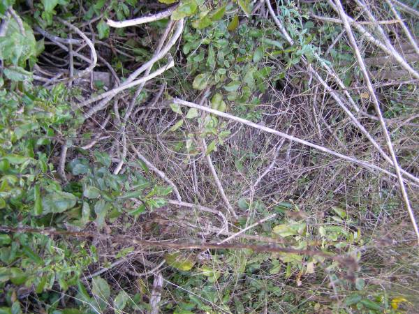 Elizabeth ?  | aged 7?  |   | Pine Mountain Congregational Church Cemetery  |   | Transcription by Katie Mead 1991  |   | Sacred  | to the memory of  | Elizabeth Cox  | who died September 23rd 1885  | Aged 76 years  |   | (Elizabeth is the Betsy after whom Betsy's bush is named).  | 