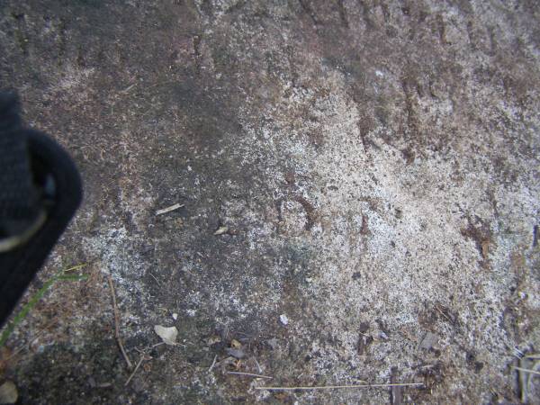 Elizabeth ?  | aged 7?  |   | Pine Mountain Congregational Church Cemetery  |   | Transcription by Katie Mead 1991  |   | Sacred  | to the memory of  | Elizabeth Cox  | who died September 23rd 1885  | Aged 76 years  |   | (Elizabeth is the Betsy after whom Betsy's bush is named).  | 