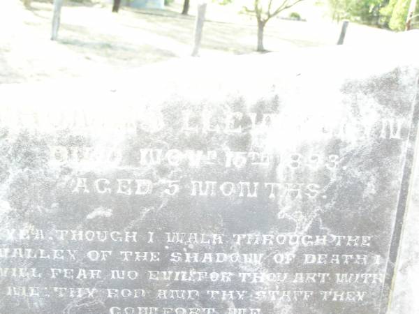 Henry ALLEN,  | died 26 Dec 1897 aged 70 years 9 months;  | Anne ALLEN,  | wife,  | born 31 Oct 1821  | died 15 Oct 1899 aged 78 years;  | Mary,  | wife of Thomas DAVIS,  | died 26 Jan 1894 aged 41 years;  | Thomas Llewellyn,  | died 14 Nov 1893 aged 5 months;  | Swan Creek Anglican cemetery, Warwick Shire  | 