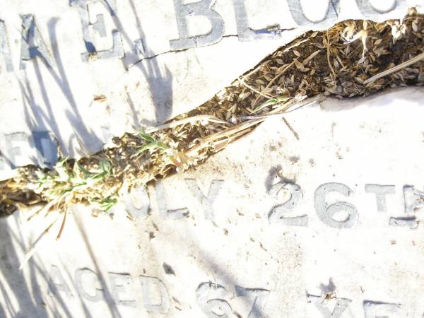 William BLOOMFIELD,  | died 10 Oct 1907 aged 70 years;  | Emma E. BLOOMFIELD,  | died 26 July 1903 aged 67 years;  | Swan Creek Anglican cemetery, Warwick Shire  | 