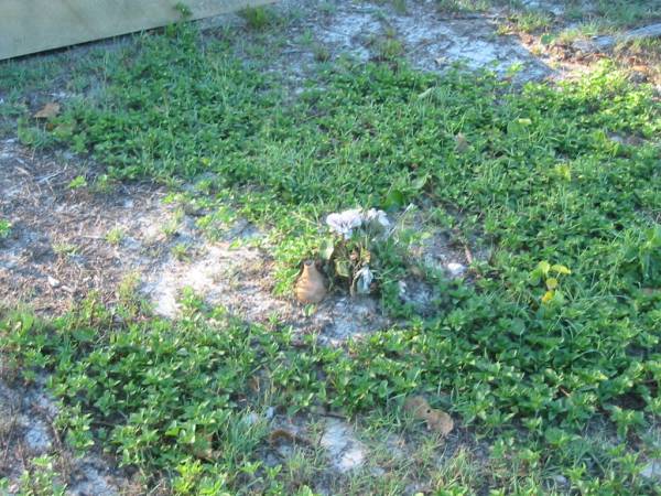 Tea Gardens cemetery, Great Lakes, New South Wales  | 