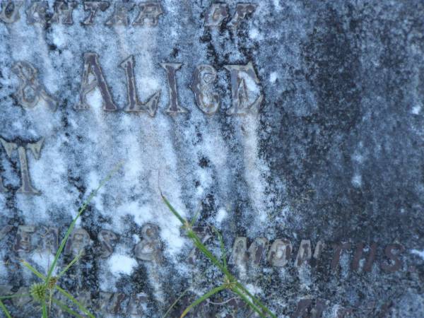 Christina Elena?,  | second daughter of Francis Henry & Alice HOLBERT,  | died 31 Dec 1914 aged 8 years 7 months;  | Tea Gardens cemetery, Great Lakes, New South Wales  | 