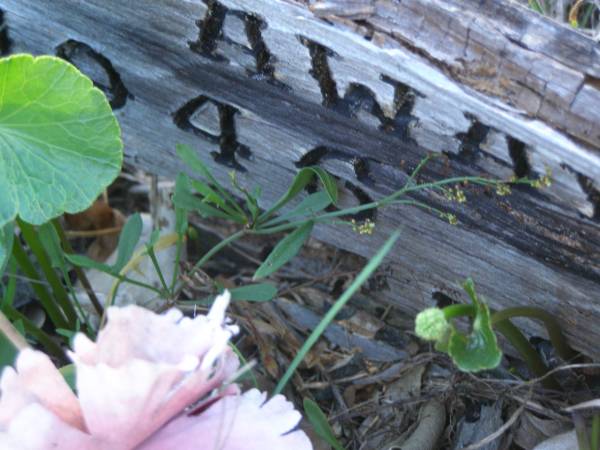 ????,  | died 3-3-1946;  | Tea Gardens cemetery, Great Lakes, New South Wales  | 