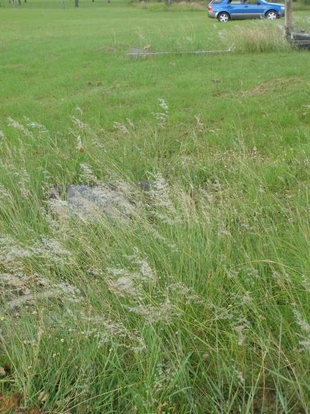 Tiaro cemetery, Fraser Coast Region  | 