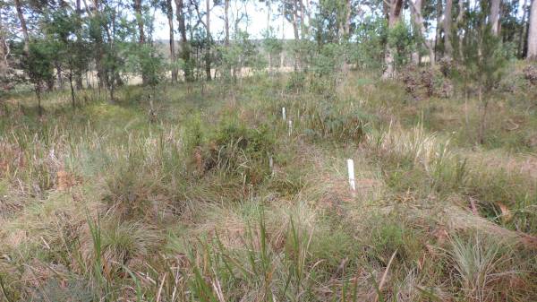   | Willsons Downfall cemetery,Tenterfield, NSW  |   | 