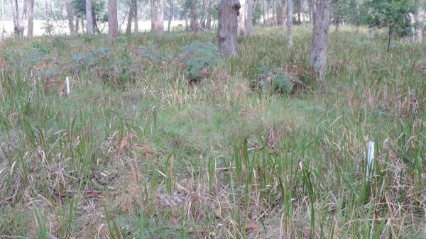   | Willsons Downfall cemetery,Tenterfield, NSW  |   | 