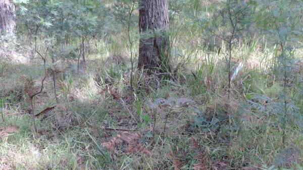   | Willsons Downfall cemetery,Tenterfield, NSW  |   | 
