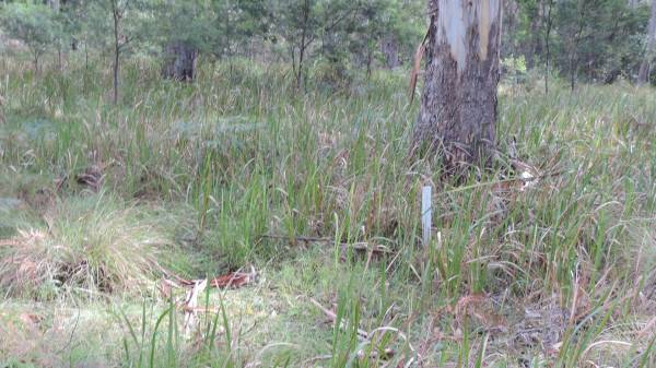   | Willsons Downfall cemetery,Tenterfield, NSW  |   | 