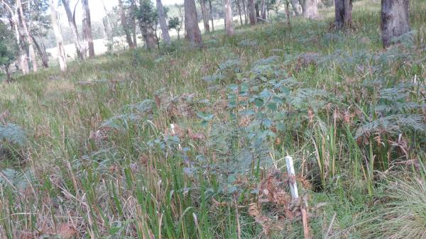   | Willsons Downfall cemetery,Tenterfield, NSW  |   | 