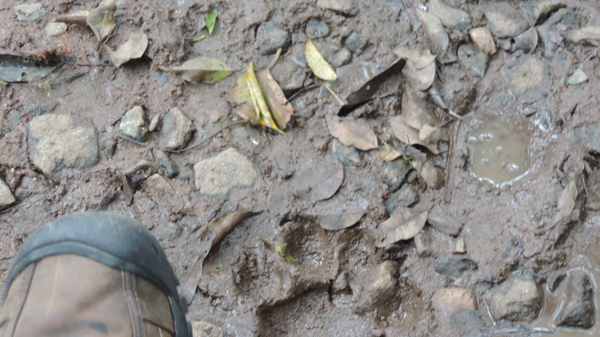 tiger footprint in Periyar tiger reserve