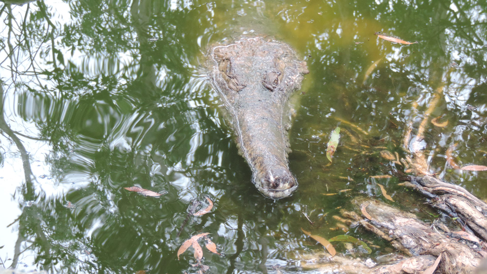 Hartley crocodile farm