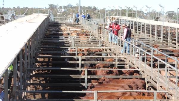 saleyards